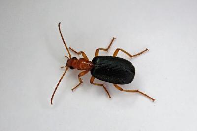 <i>Brachinus psophia</i>
