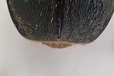 <i>Brachinus psophia</i>
