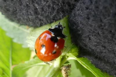 <i>Coccinella septempunctata</i>
