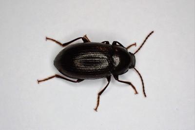 <i>Nalassus laevioctostriatus</i>