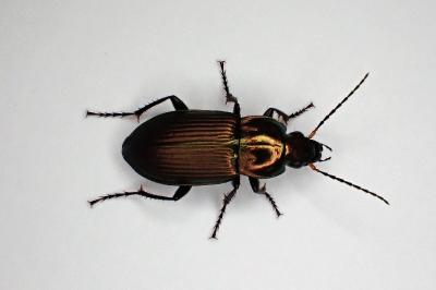 <i>Poecilus cupreus</i>