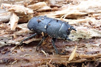 <i>Dorcus parallelipipedus</i>