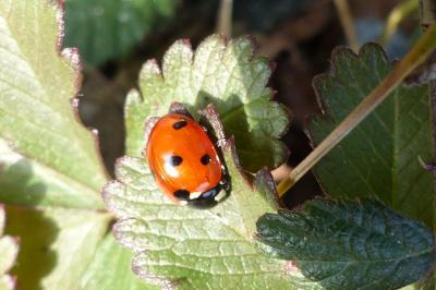 <i>Coccinella septempunctata</i>