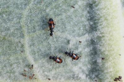 <i>Anthicus laeviceps</i>
