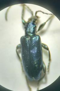 <i>Plateumaris sericea</i>