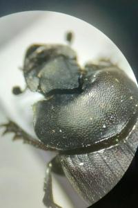 <i>Onthophagus verticicornis</i>