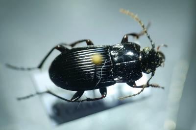 <i>Abax parallelus</i>