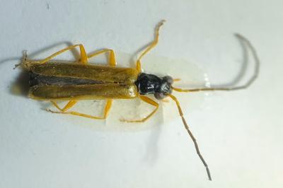 <i>Rhagonycha lignosa</i>