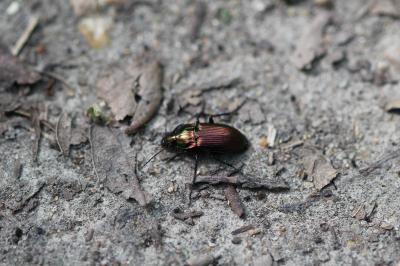 <i>Poecilus cupreus</i>