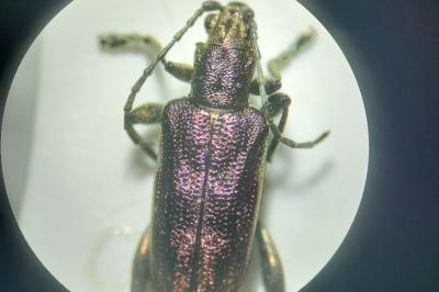 <i>Donacia bicolora</i>
