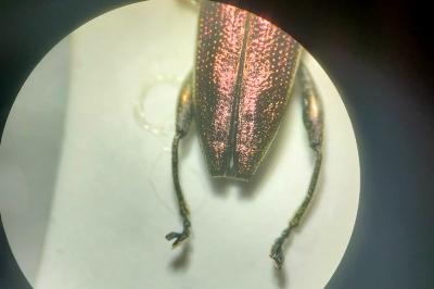 <i>Donacia bicolora</i>