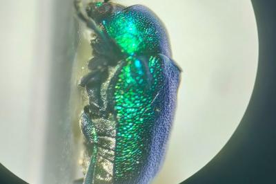 <i>Cryptocephalus aureolus</i>