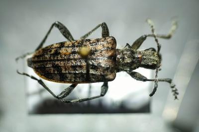 <i>Rhagium inquisitor</i>