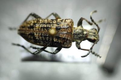 <i>Rhagium inquisitor</i>