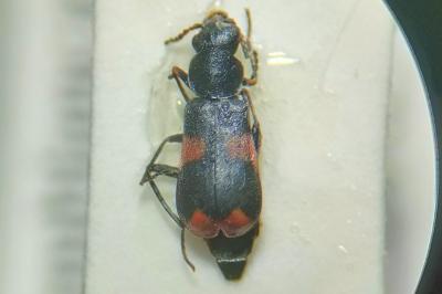 <i>Anthocomus fasciatus</i>