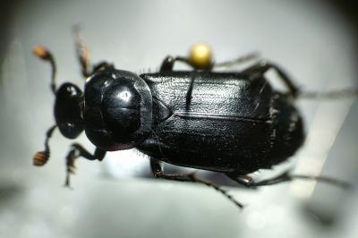 <i>Nicrophorus humator</i>