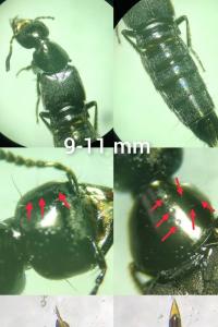 <i>Philonthus succicola</i>