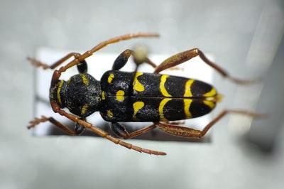 <i>Plagionotus arcuatus</i>