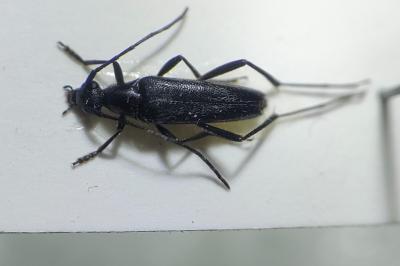 <i>Rutpela nigra</i>