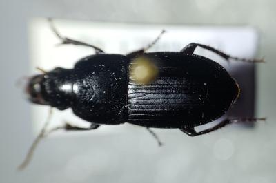 <i>Harpalus dimidiatus</i>