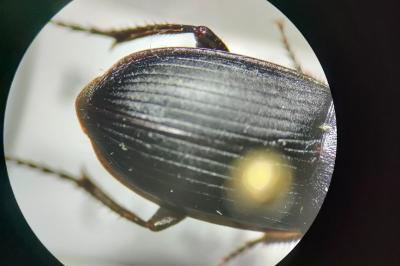 <i>Harpalus dimidiatus</i>