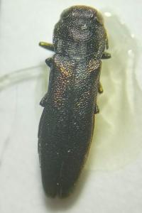 <i>Agrilus cuprescens</i>