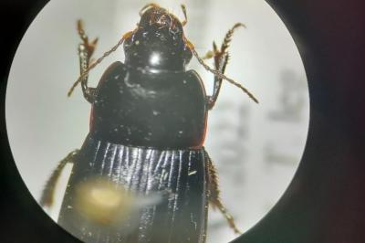 <i>Harpalus serripes</i>