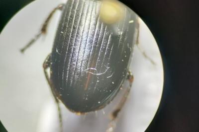 <i>Harpalus serripes</i>