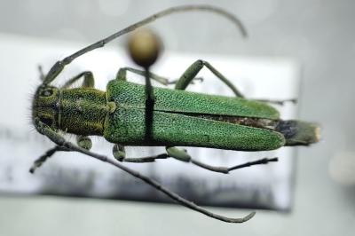 <i>Opsilia coerulescens</i>