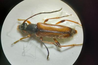 <i>Alosterna tabacicolor</i>