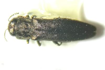 <i>Agrilus angustulus</i>