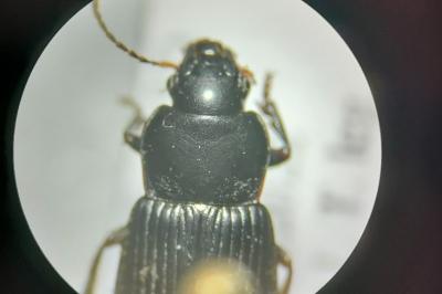 <i>Anisodactylus binotatus</i>