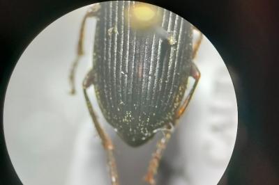 <i>Anisodactylus binotatus</i>