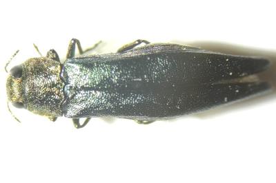 <i>Agrilus viridis</i>