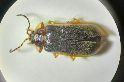 <i>Galerucella nymphaeae</i>