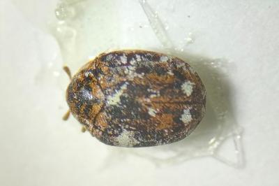 <i>Anthrenus</i>