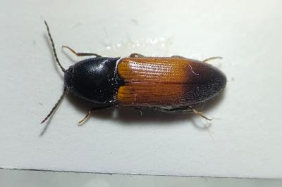 <i>Ampedus balteatus</i>