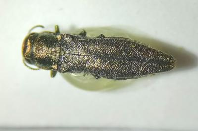 <i>Agrilus angustulus</i>