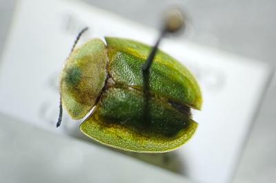 <i>Cassida viridis</i>