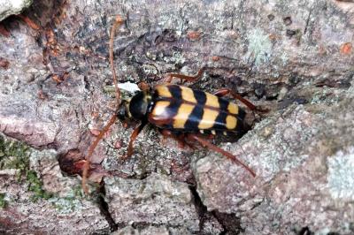<i>Leptura aurulenta</i>