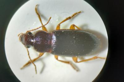 <i>Ophonus puncticeps</i>