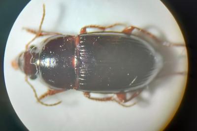 <i>Amara consularis</i>
