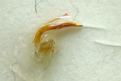 <i>Amara consularis</i>