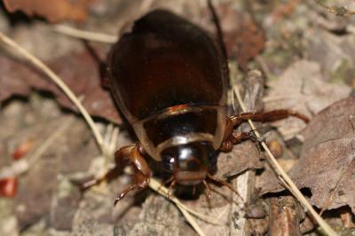 <i>Dytiscus marginalis</i>
