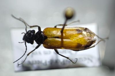 <i>Stenoria analis</i>