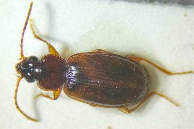 <i>Trechus quadristriatus</i>