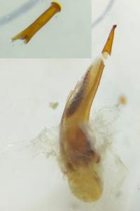 <i>Ophonus puncticeps</i>