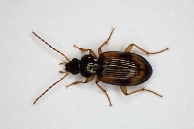 <i>Bembidion tetracolum</i>