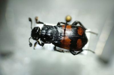 <i>Nicrophorus vespilloides</i>
