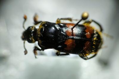 <i>Nicrophorus vespillo</i>
